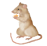mouse eating cheese